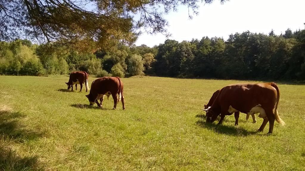 Orsegi Patakparti Alpaka Panzio Kisrakos Exterior foto